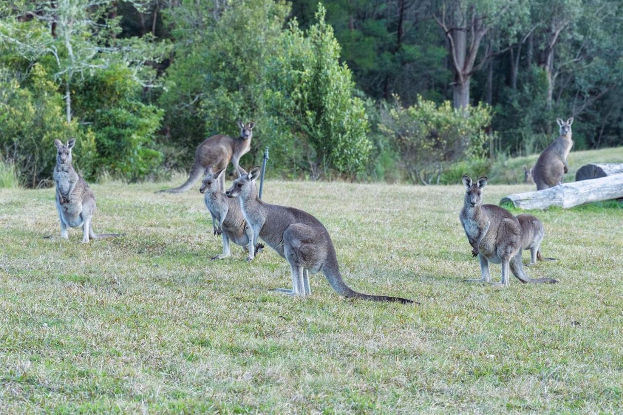 Jumulu Lodge A Unique Luxury Escape Kangaroo Valley Bagian luar foto